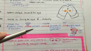 Trochlear Nerve Path  Lesion  Cranial Nerves MADE EASY [upl. by Hay]