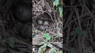 Amazing Quail Eggs quail nature quailfeed birdslover quailsound animals quailnetting [upl. by Oiramaj]