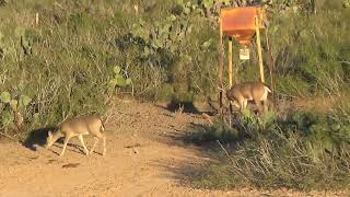 Gebert Ranch 135 8pt Whitetail Buck Hunt [upl. by Asor]