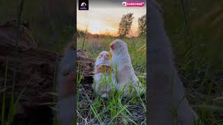 Rabbit amp Dog Friendships🥰  viral video  funny video [upl. by Alahsal]