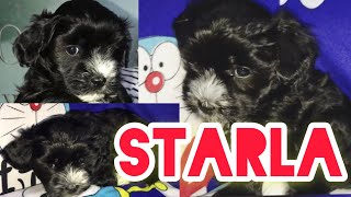 Starla  Half Maltese  Half Yorkie Terrier  1 Month Old Dog  Akyat Baba Sa Hagdan  Super Cute [upl. by Benni]