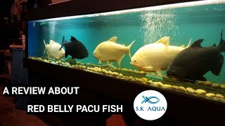 A review about red belly pacu fish  Tamil  SK Aqua  SK Aquatic [upl. by Mroz]