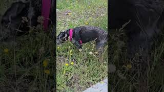 bear behavior off leash dog training [upl. by Amalburga]