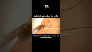 How malaria spread  l biology shorts [upl. by Aleira]