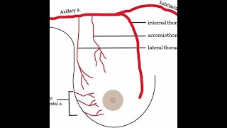 Blood supply to the breast Lateral thoracic artery and anterior thoracic artery [upl. by Atsahc]