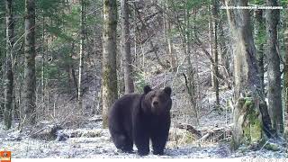 Huge and massive Ussuri brown bear [upl. by Bianka]