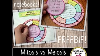 Mitosis vs Meiosis Wheel Foldable FREEBIE [upl. by Bradley479]