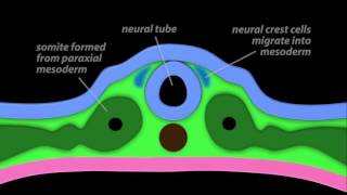 Neurulation [upl. by Isolt]