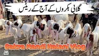 Gulabi Bakre  Eid Collection 2025  Halani Bakra Mandi Latest Update [upl. by Gibrian]