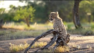 Wildlife in Namibia Erindi Game Reserve [upl. by Nguyen]