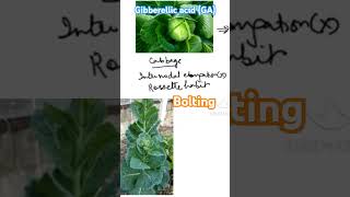 Bolting Gibberellic acid GA neet plants [upl. by Christie]