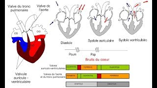 le cycle cardiaque [upl. by Yerahcaz]