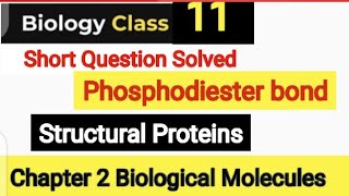 Phosphodiester Bond  Structural Protein Examples  Chapter 2 Biological Molecule [upl. by Phippen724]