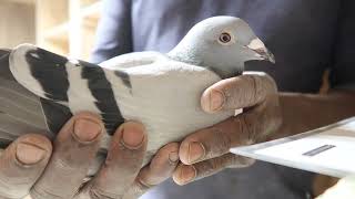 Ornat Meets Best Kittel The Very Beautiful quotPampered Princessquot Racing Pigeon [upl. by Krysta]