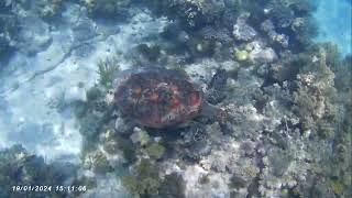 Sea turtle snorkeling in Cairns [upl. by Cormier758]