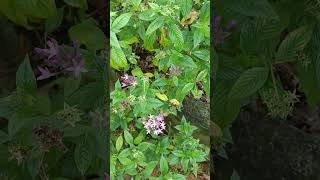 Pentas lanceolata known as Egyptian starcluster flowering plant Family Rubiaceae [upl. by Seuqramed344]