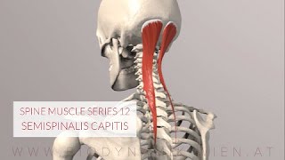 Spine Series 13 Neck Muscles Semispinalis Capitis 3D Animation [upl. by Nnairda]