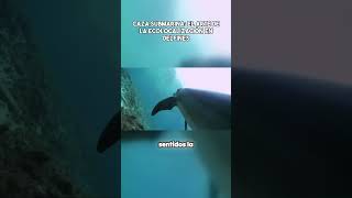 Caza submarina el arte de la ecolocalización en delfines documental movie pelicula viral [upl. by Emmy450]