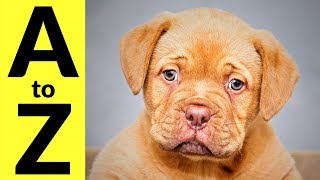 Animals in English Vocabulary for Kids Babies Children  Learn All Animal Species A to Z [upl. by Ailemrac]