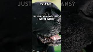 Why Dogs Dream and What Theyre Dreaming About [upl. by Nilyad]