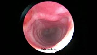 Incomplete tracheal intussusception in a dog [upl. by Nosyk]