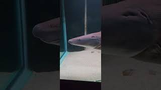 The Aba Aba Knifefish abaaba aquarium fish night [upl. by Gathers]