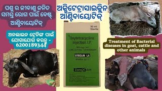 Oxytetracycline Antibiotic ଅକ୍ସିଟେଟ୍ରାସାଇକ୍ଲିନ ଆଣ୍ଟିବାୟୋଟିକ୍ କିପରି ଓ କାହିଁକି ବ୍ୟବହାର କରାଯାଏ [upl. by Nylak]