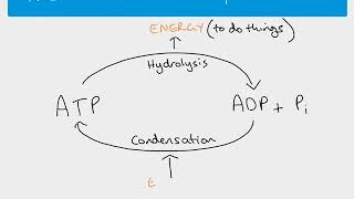 A2 Biology  ATP [upl. by Aric530]