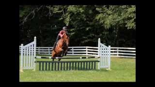 Trakehner Gelding For Sale [upl. by Assenej]