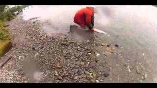 Kenai River Fishing for Red Sockeye Salmon with King of the River [upl. by Caresse202]