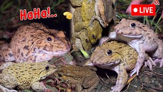 🐸🤏Catching frogs Flying 🤏Jumping🐸 Part 4 [upl. by Dnalyr]