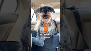 Talking Schnauzer tells owner how happy he is minischnauzer [upl. by Orran779]