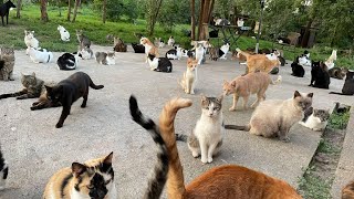 Hundreds of rescued cats [upl. by Aurie]