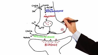 Pharmacology  CHOLINERGIC DRUGS MADE EASY [upl. by Jonis599]