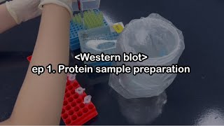 Western blot 1 SDSpage 단백질 전처리 영상실험 초급자가 알려주는 생명과학 실험👩‍🔬🥼 과학고생 실험 생명과학 [upl. by Bonnell155]