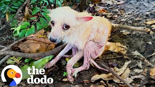 Dog Found In Forest Completely Transforms  The Dodo [upl. by Aikas164]