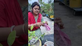 লেবু গাছটি আজ কেটে কী করলাম ॥tree gardenplant foryou gardening garden trees plant flowers [upl. by Wsan]