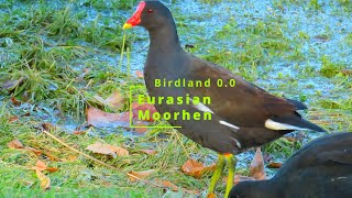 Common  Eurasian Moorhen Eating with Mallards  Scotland [upl. by Turley]