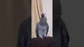 Chikkuttan💕💕 Malayalam talking parrot  African grey parrot  shortsvideo shorts [upl. by Ahto]