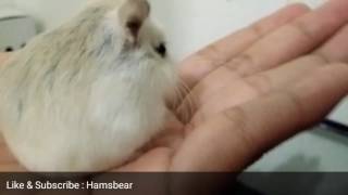 CARA MENJINAKAN HAMSTER ROBOROVSKI WHITE FACE  DI BIASAKAN PEGANG TANGAN Hamsbear [upl. by Spada]