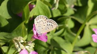 Pale Grass Blue Butterfly Visits Pinksorrel Flowers for Nectar [upl. by Ebbarta]