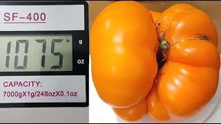 HugeGiant Yellow Brandywine Harvest1074 Grams236 Pounds107 KG of Weight [upl. by Gerita]