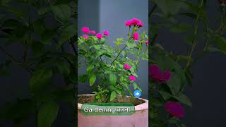 Tips For Rose Plant  How To Care Rose Plant shortvideo shorts garden [upl. by Etezzil369]