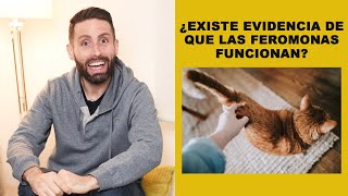 ¿Existe evidencia de que las feromonas sintéticas felinas funcionan en gatos [upl. by Welby]