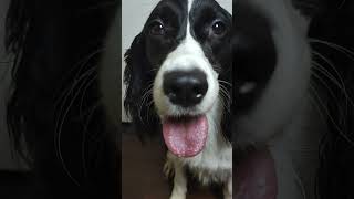 APTCute Springer SpanielDog Dancing funnydog apt [upl. by Nadual516]