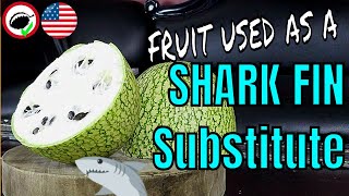 Vegan SHARK FIN Soup  Fig leaf Melon review Cucurbita ficifolia  Weird Fruit Explorer  Ep 321 [upl. by Judsen]