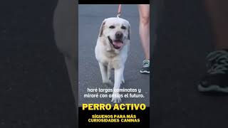 ❤️ ES SOLO UN PERRO 🐕 doglover perros perrosadorables [upl. by Bandeen]