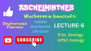 Wuchereria life cycle  Filariasis  Elephantiasis  Zoology  Notes in description [upl. by Leavelle423]