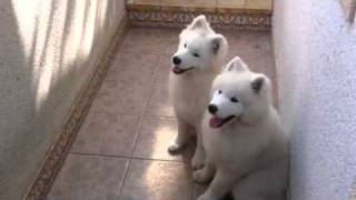 Samoyed puppies sing to Maria Callas [upl. by Daphene]