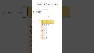 BioShorts  Phospholipids 1 science chemistry biology [upl. by Niarda]